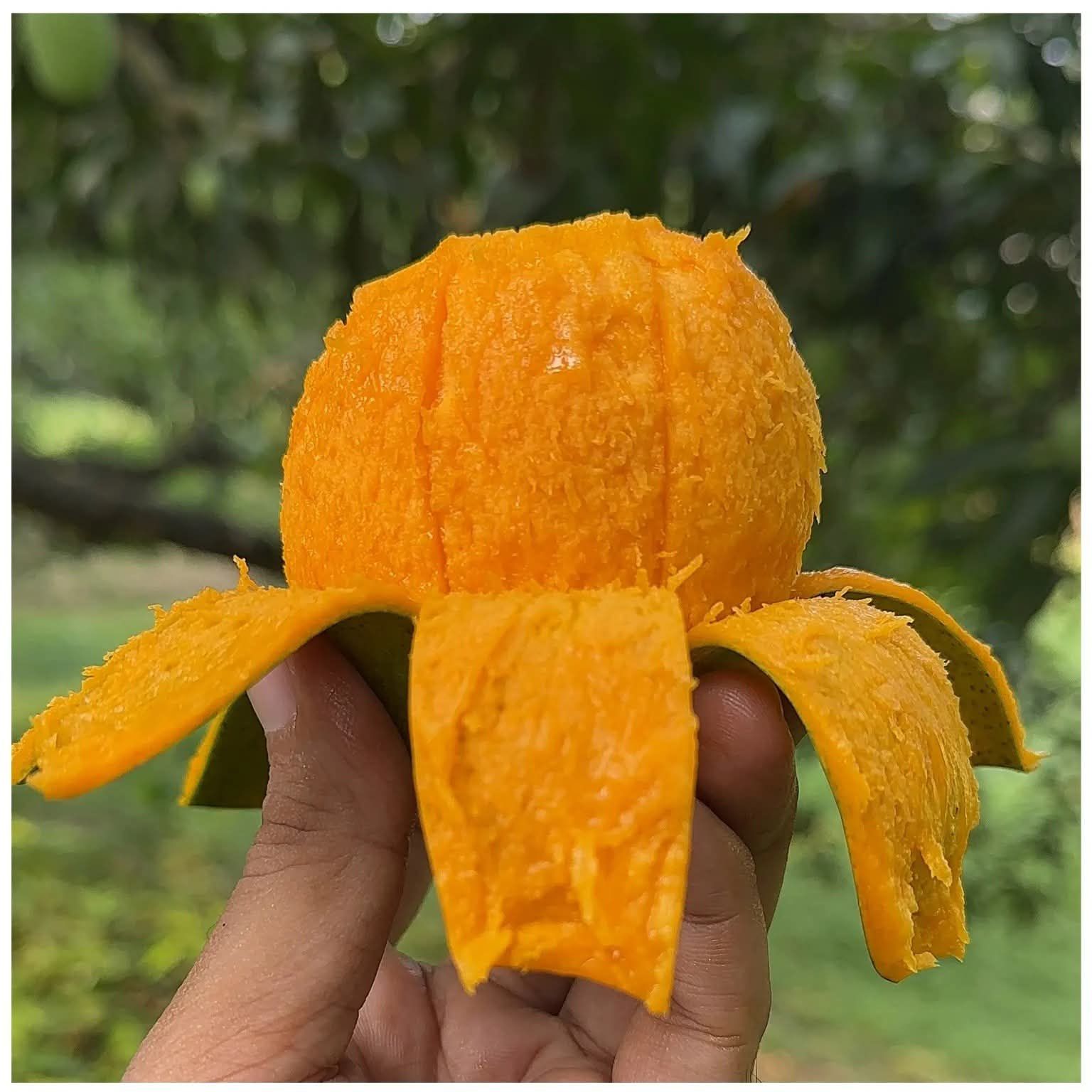 গোবিন্দভোগ আম
