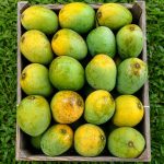 হিমসাগর ছোট সাইজ প্রতি কেজি (Himsagar) - Image 2