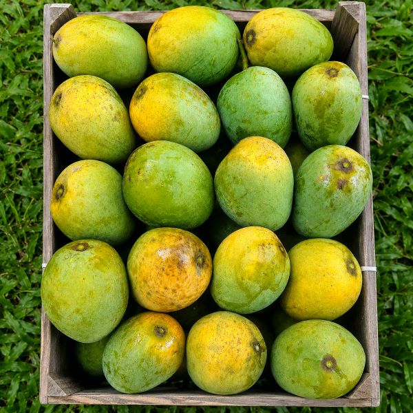 হিমসাগর আম (Himsagar Mango)