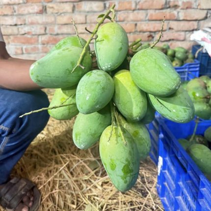 আম্রপালি আম (Amrapali Mango)